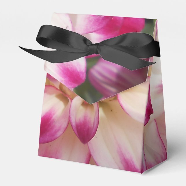 Ballotins Beaux (Verso)