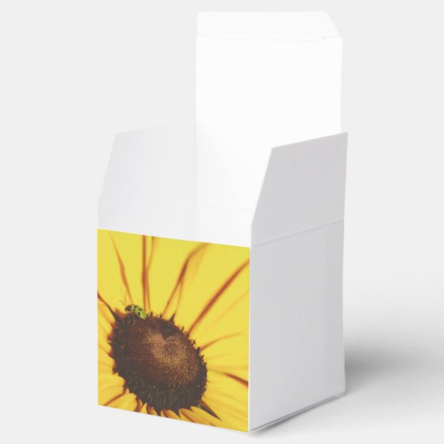 Ballotins Blue Ridge Black Eyed Susan (Ouvert)
