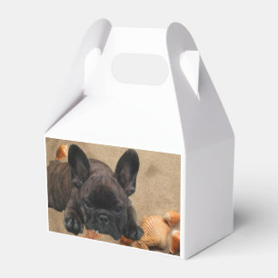 Ballotins Bouledogue français sur la plage French Bulldog