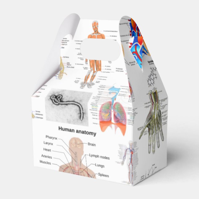 Ballotins Cartes Médicales de l'anatomie humaine (Verso)