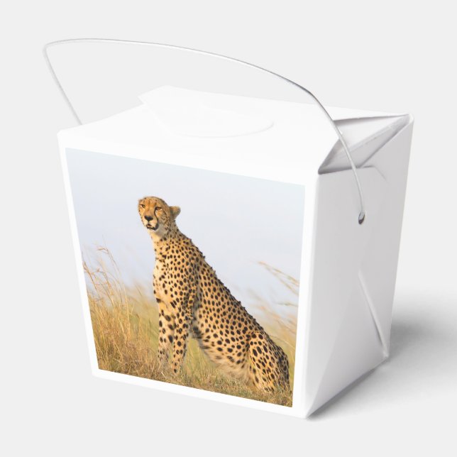 Ballotins Cheetah (Arrière)