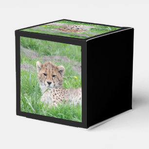 Ballotins Cheetah20150904
