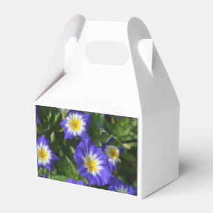 Ballotins Gloires de matin bleues et jaunes