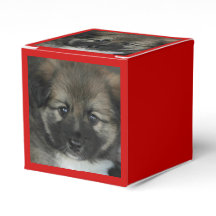 Irish Sheepdog 2014-0808