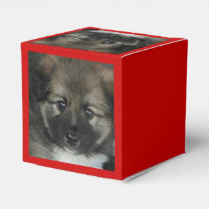 Ballotins Irish Sheepdog 2014-0808