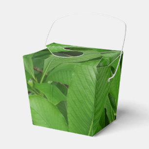 Ballotins Les feuilles vertes sortent du Ballotin