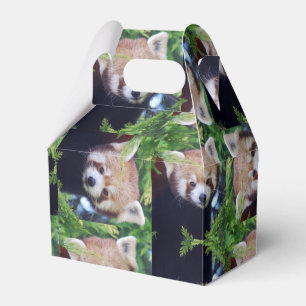 Ballotins Motif Red Panda