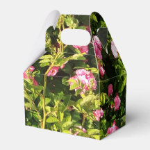 Roses roses en fleur