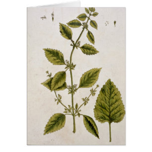 Balm, plate 27 from 'A Curious Herbal', published