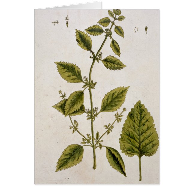 Balm, plate 27 from 'A Curious Herbal', published (Front)