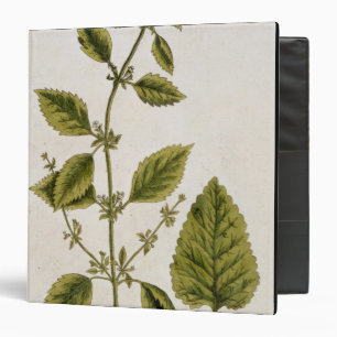 Balm, plate 27 from 'A Curious Herbal', published Binder