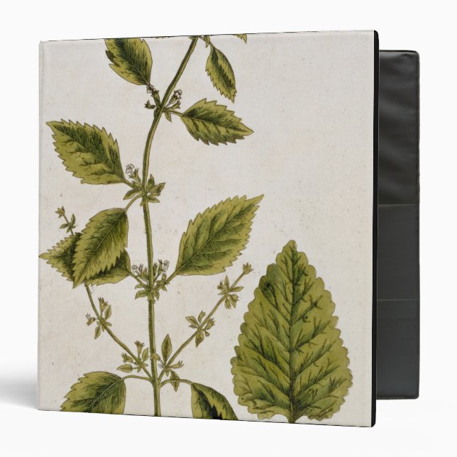 Balm, plate 27 from 'A Curious Herbal', published Binder (Front/Inside)