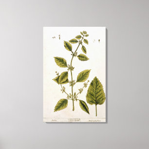Balm, plate 27 from 'A Curious Herbal', published Canvas Print