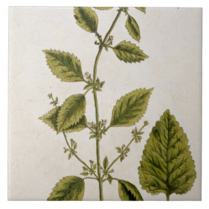 Balm, plate 27 from 'A Curious Herbal', published Tile