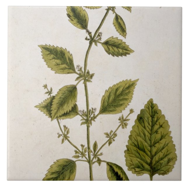 Balm, plate 27 from 'A Curious Herbal', published Tile (Front)