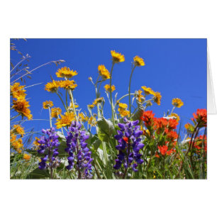 Balsamroot, Lupine and Paintbrush