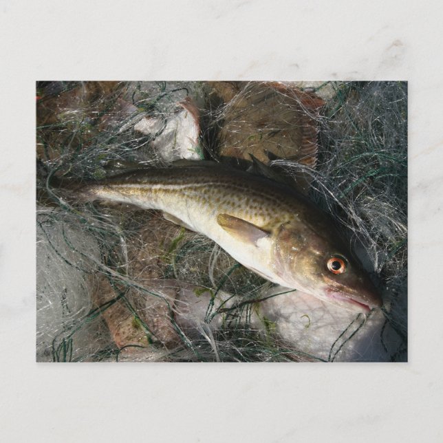 Baltic sea cod. postcard (Front)