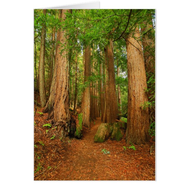 Baltimore Canyon (Devant)