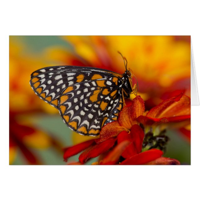 Baltimore-Chequered Butterfly (Front Horizontal)
