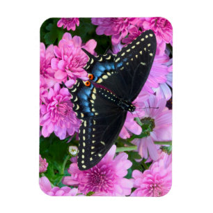 Baltimore Chequered Butterfly Magnet