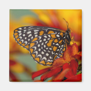 Baltimore-Chequered Butterfly Magnet