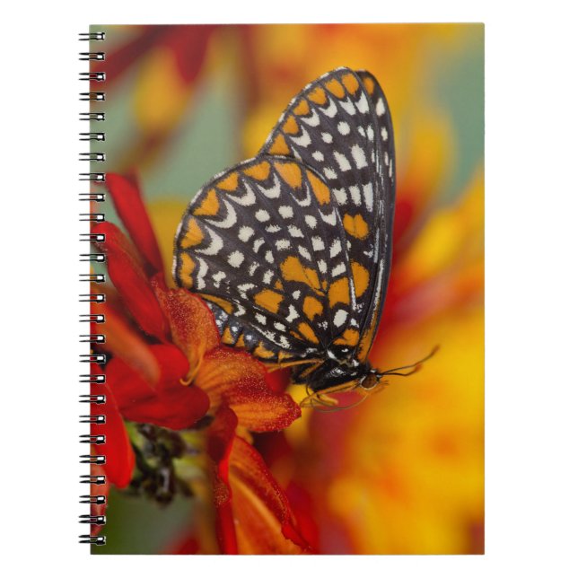 Baltimore-Chequered Butterfly Notebook (Front)