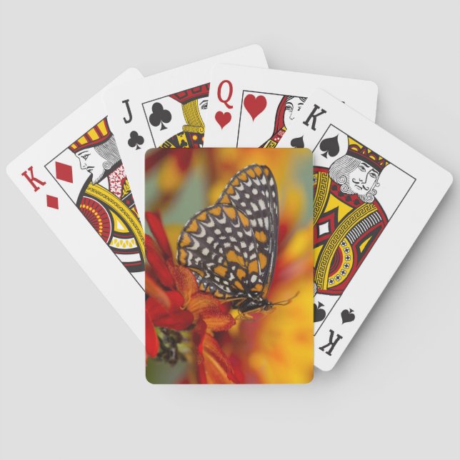 Baltimore-Chequered Butterfly Playing Cards (Back)