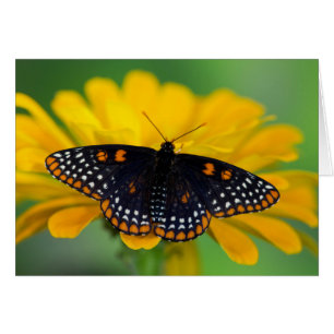 Baltimore Chequered Spot Butterfly
