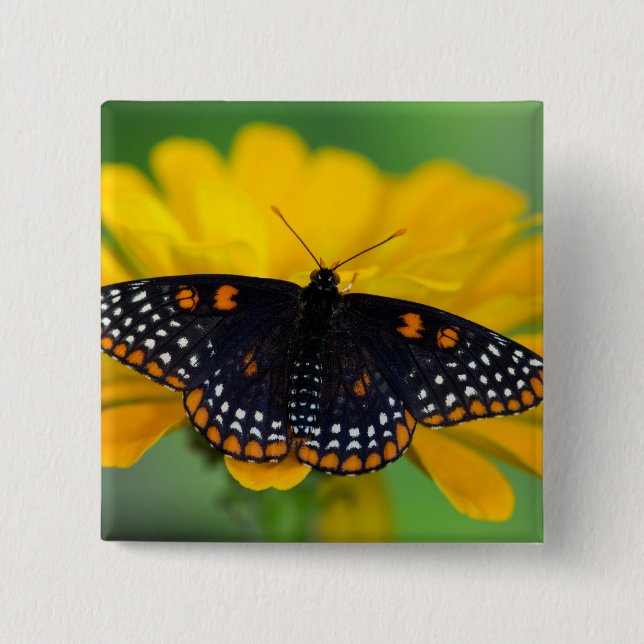 Baltimore Chequered Spot Butterfly 2 Inch Square Button (Front)