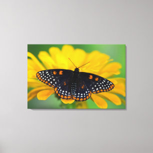 Baltimore Chequered Spot Butterfly Canvas Print