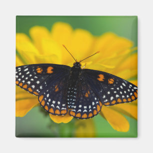 Baltimore Chequered Spot Butterfly Magnet