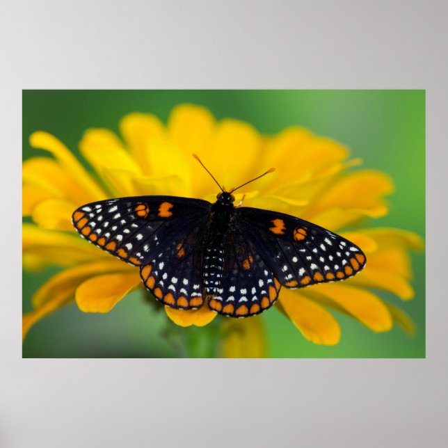Baltimore Chequered Spot Butterfly Poster (Front)