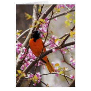 Baltimore Oriole