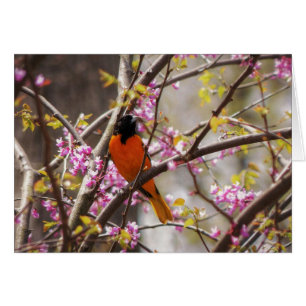Baltimore Oriole