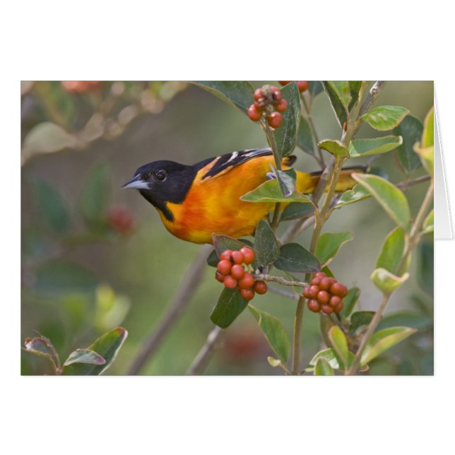 Baltimore Oriole (Front Horizontal)