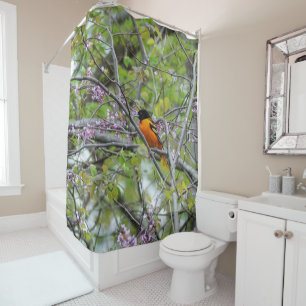 Baltimore Oriole