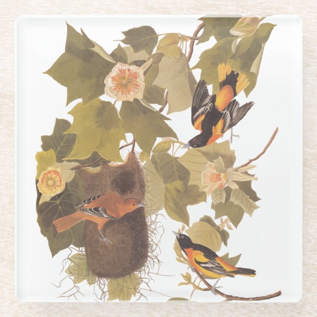 Baltimore Oriole Audubon Bird Family with Nest Glass Coaster (Front)