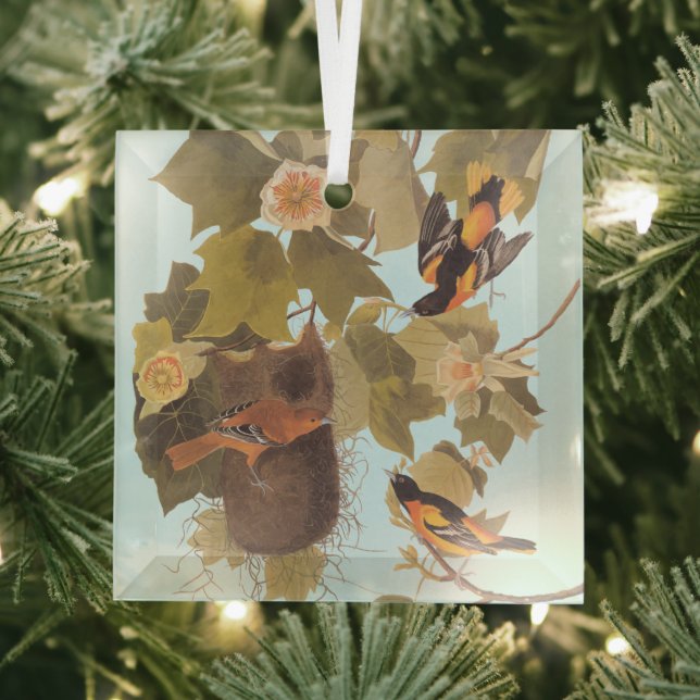 Baltimore Oriole Audubon Bird Family with Nest Glass Ornament (Insitu)