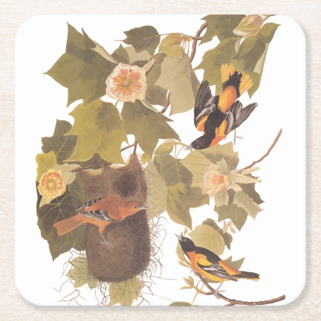 Baltimore Oriole Audubon Bird Family with Nest Square Paper Coaster (Front)