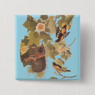 Baltimore Oriole Audubon Birds in Poplar Tree 2 Inch Square Button