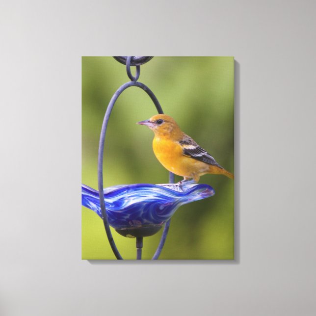 Baltimore Oriole Canvas Print (Front)