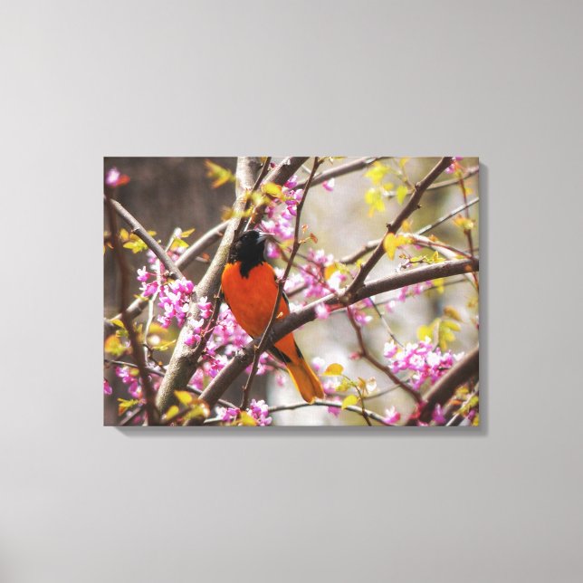 Baltimore Oriole Canvas Print (Front)