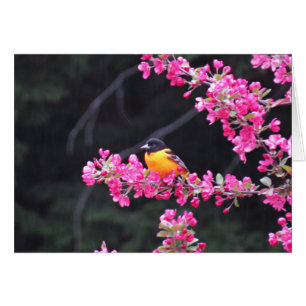 Baltimore Oriole dans Crabapple