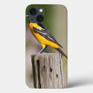 Baltimore Oriole female in flower garden iPhone 13 Case