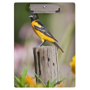 Baltimore Oriole female in flower garden Clipboard
