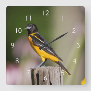 Baltimore Oriole female in flower garden Square Wall Clock