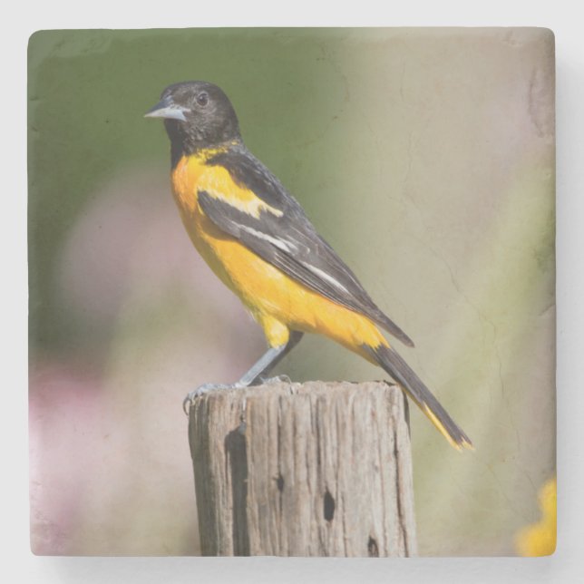 Baltimore Oriole female in flower garden Stone Coaster (Front)