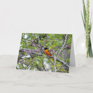 Baltimore Oriole Greeting Card
