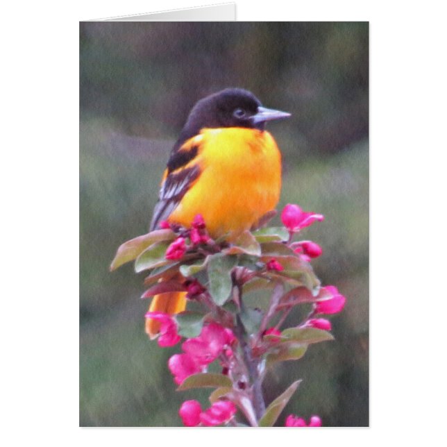 Baltimore Oriole in Crabapple (Front)
