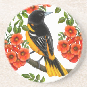Baltimore Oriole in Trumpet Vines Coaster